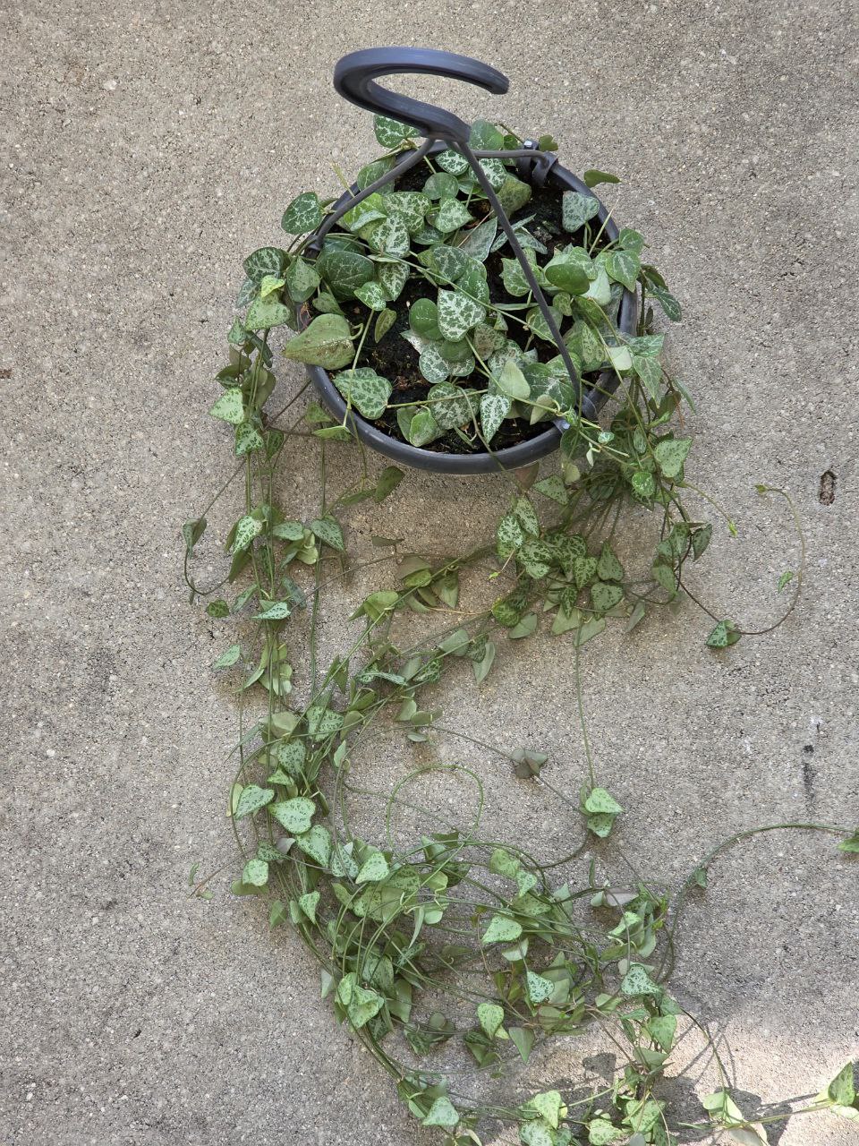 Ceropegia Linearis zelená Remi