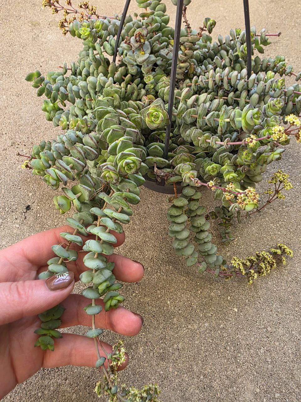 Crassula Marnieriana Hottentot závěs