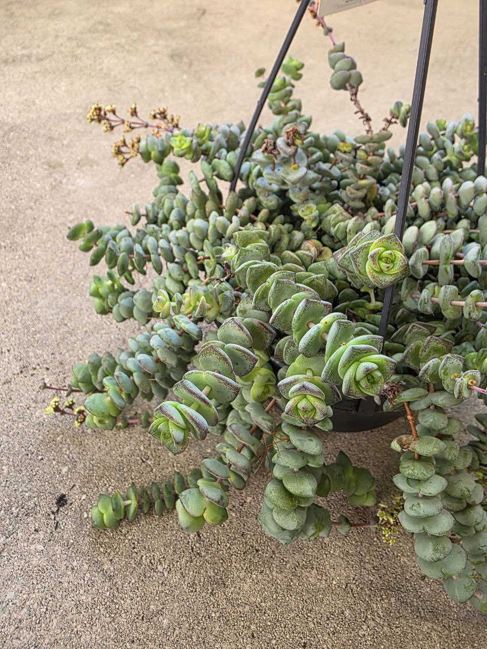 Crassula Marnieriana Hottentot závěs