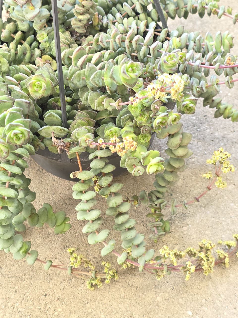 Crassula Marnieriana Hottentot závěs