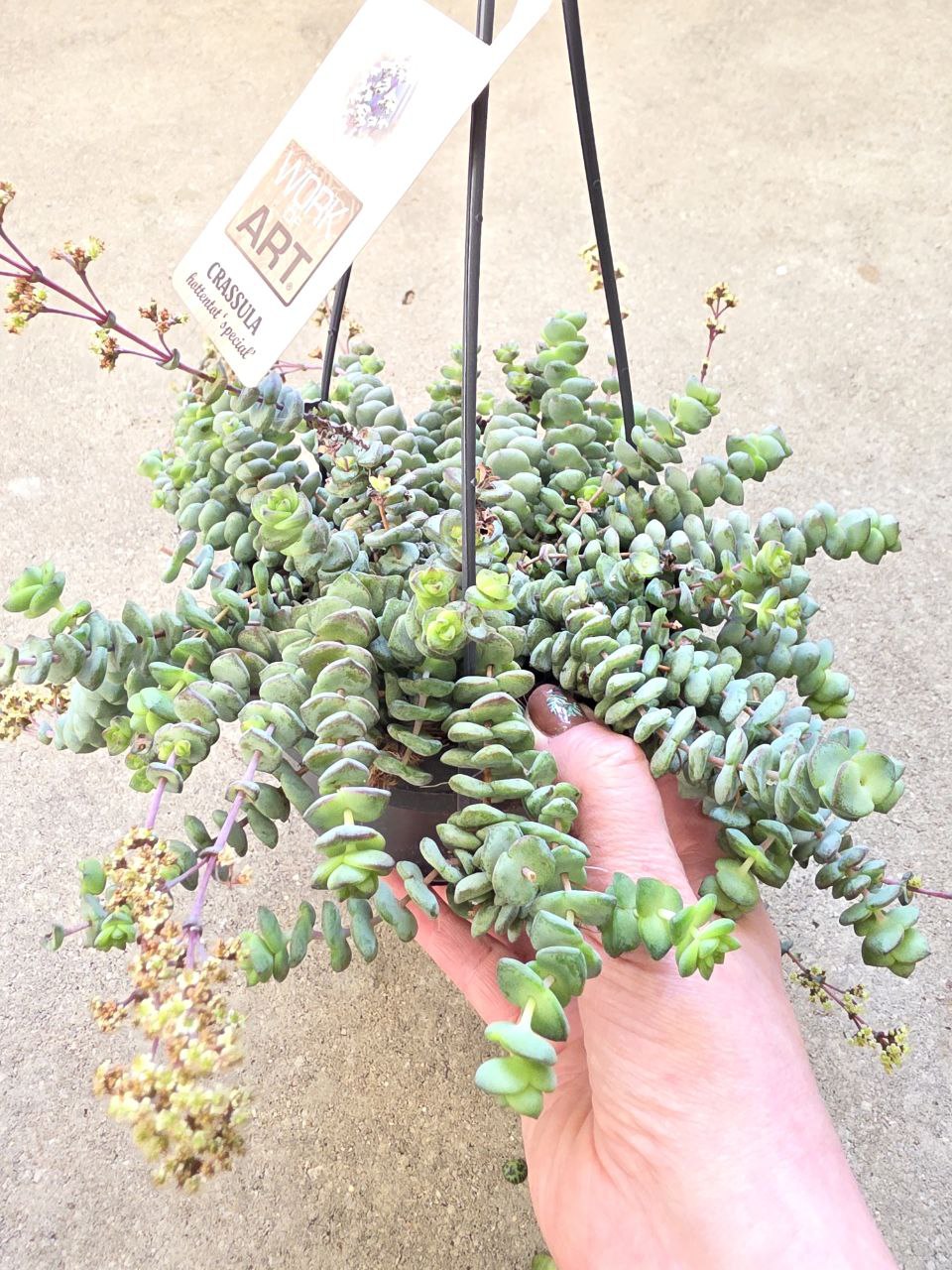 Crassula Marnieriana Hottentot závěs