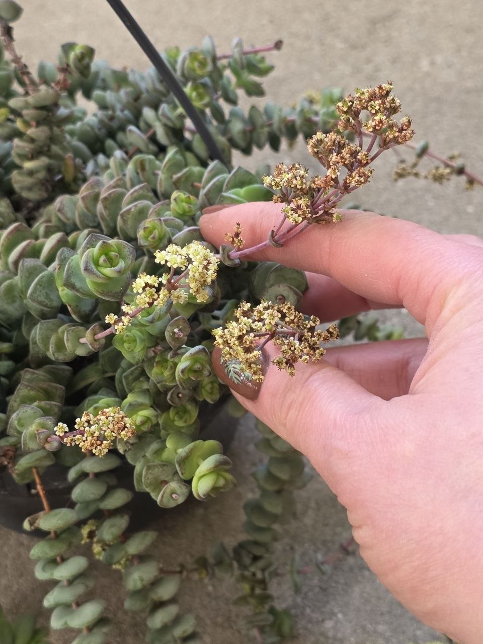 Crassula Marnieriana Hottentot závěs