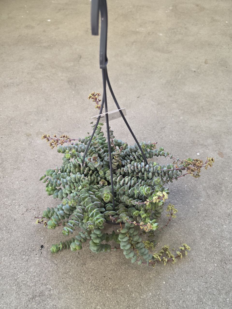 Crassula Marnieriana Hottentot závěs