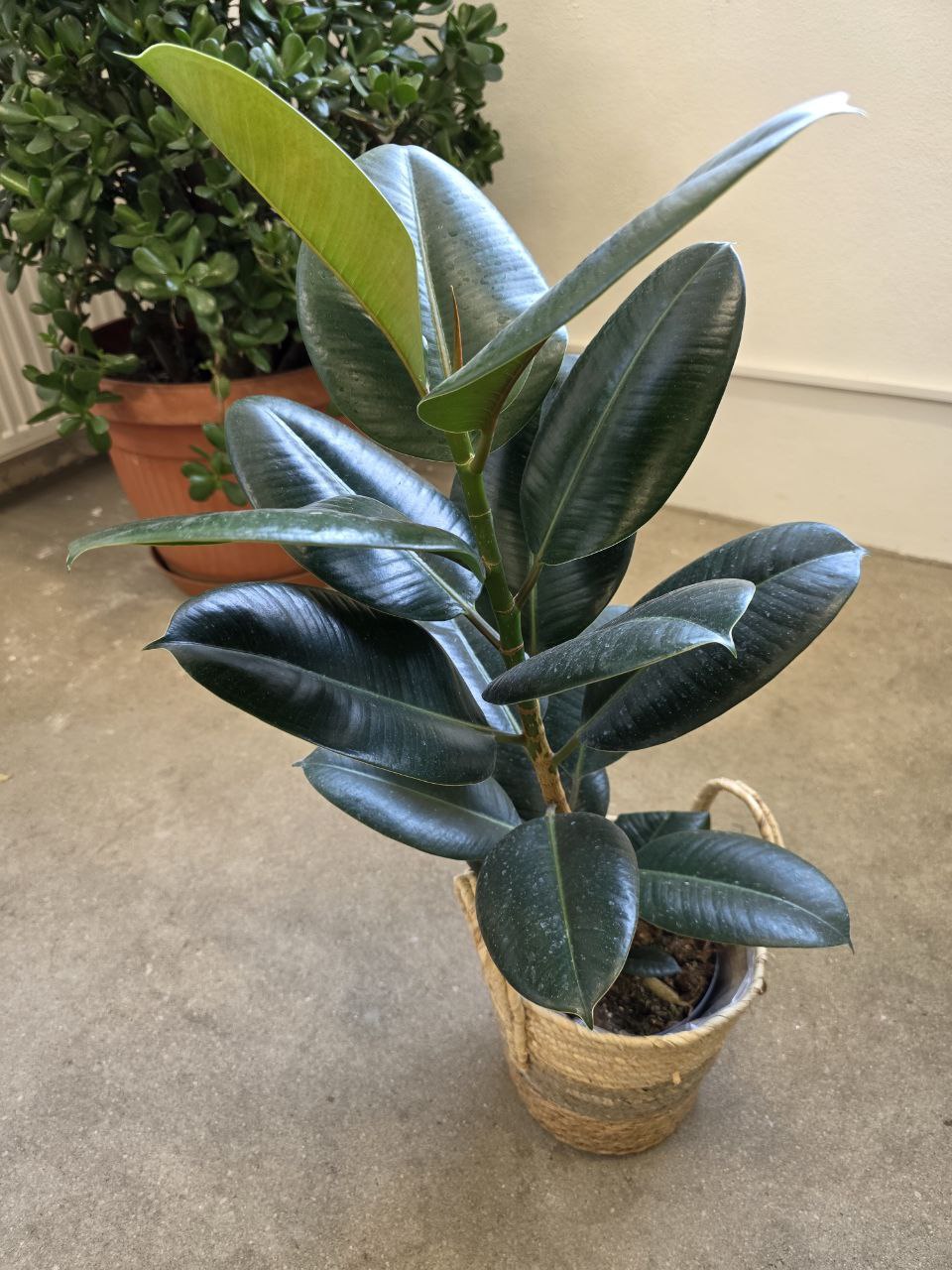 Ficus Elastica Robusta 80 cm