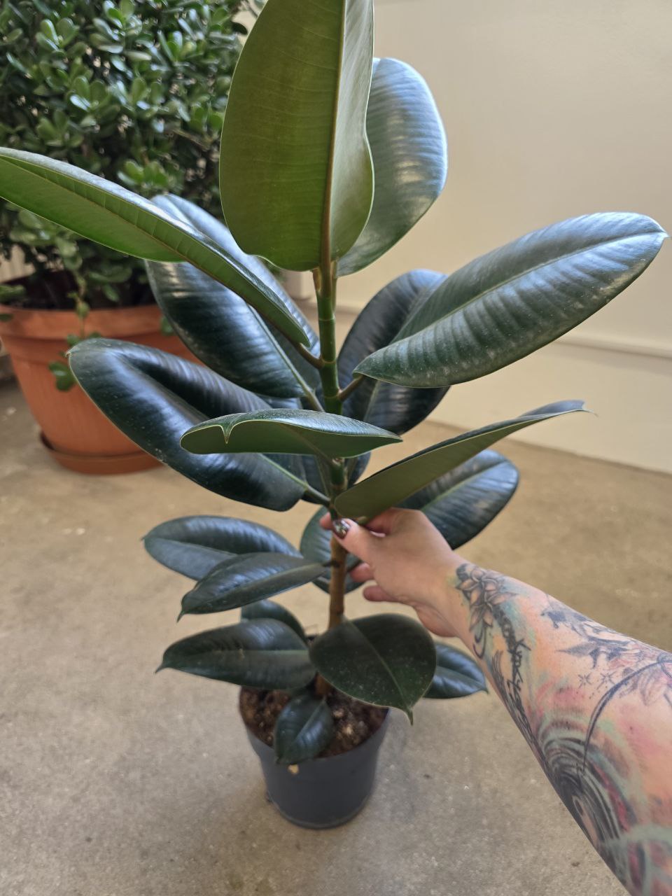 Ficus Elastica Robusta 80 cm
