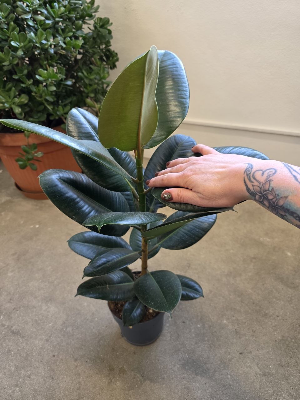 Ficus Elastica Robusta 80 cm