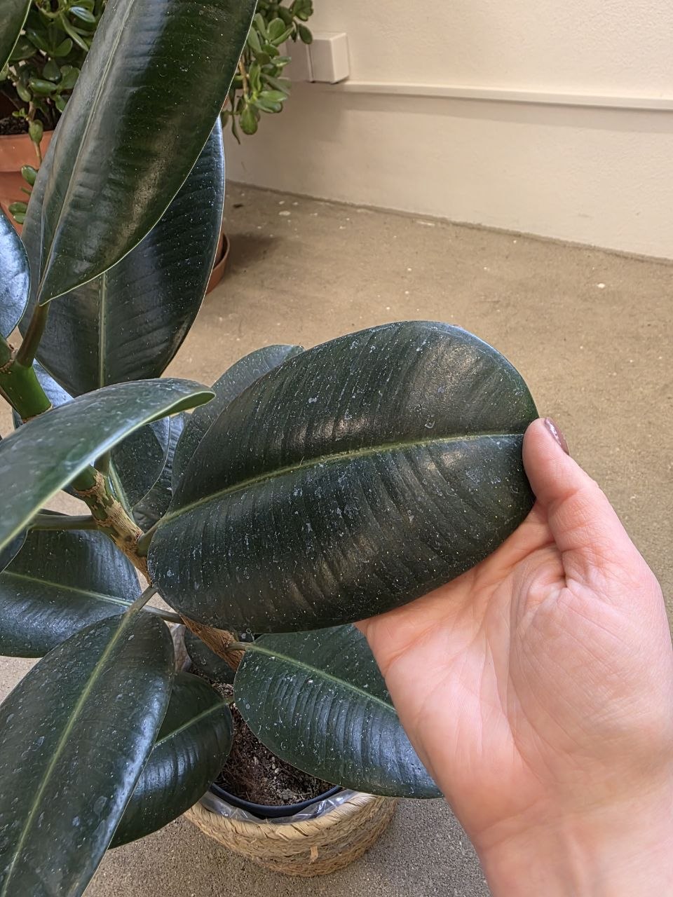 Ficus Elastica Robusta 80 cm
