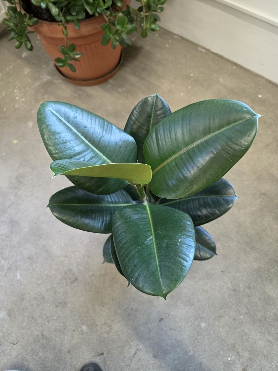 Ficus Elastica Robusta 80 cm
