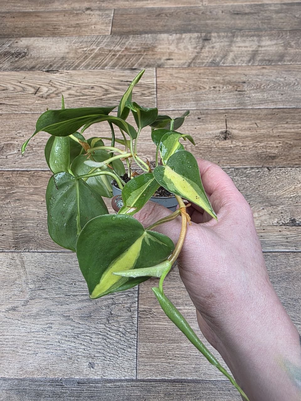 Philodendron Scandens Brasil mini