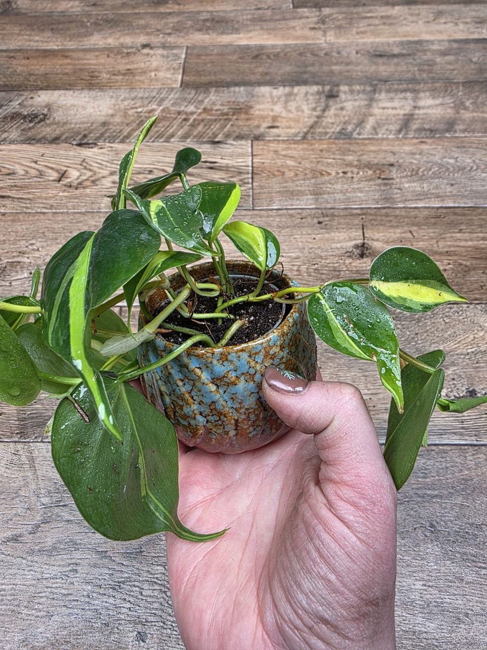 Philodendron Scandens Brasil mini