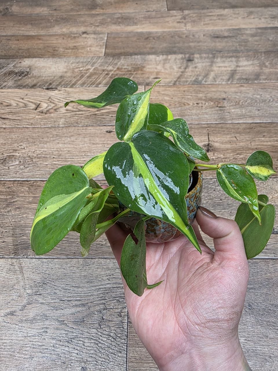Philodendron Scandens Brasil mini