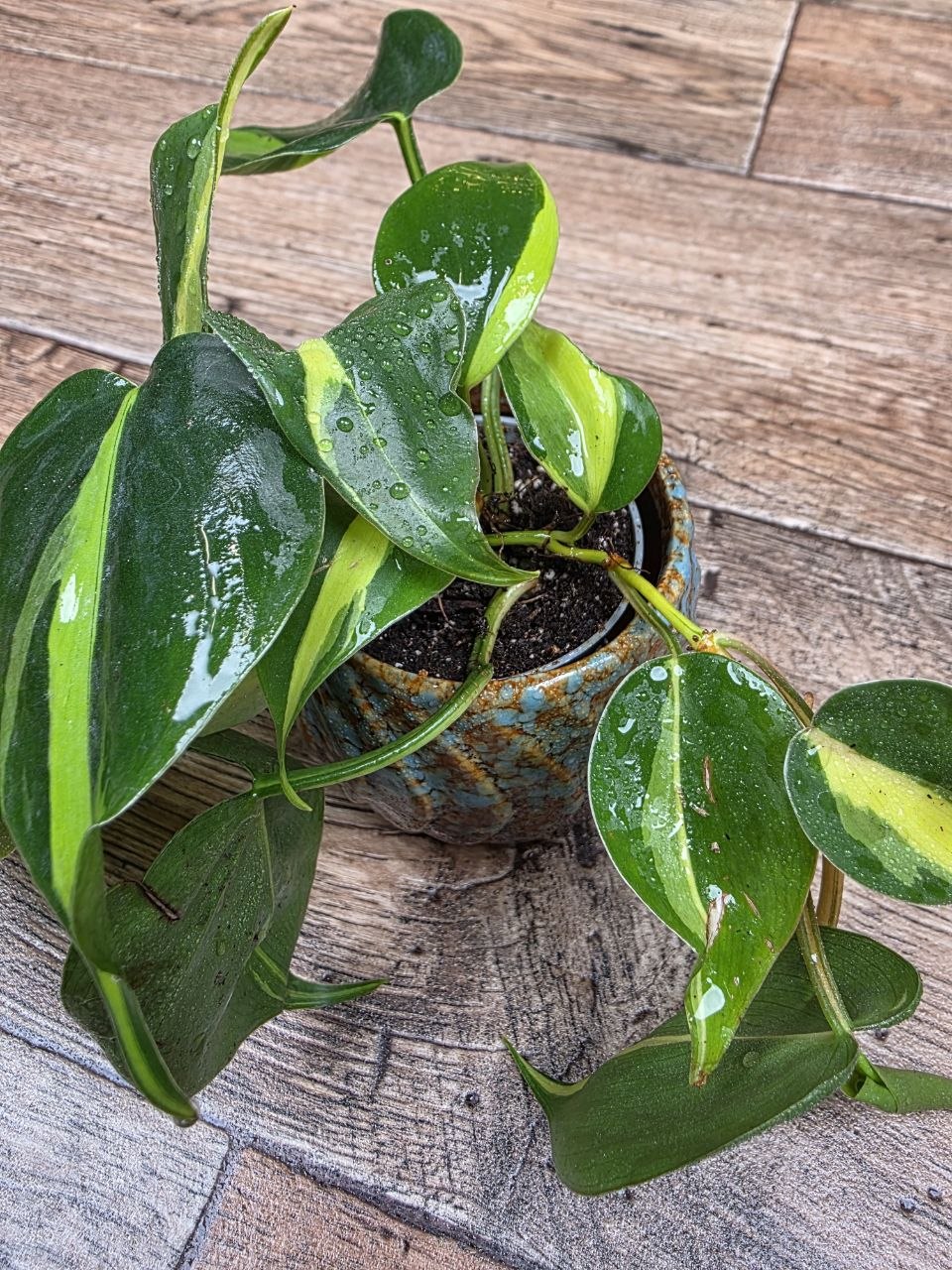 Philodendron Scandens Brasil mini