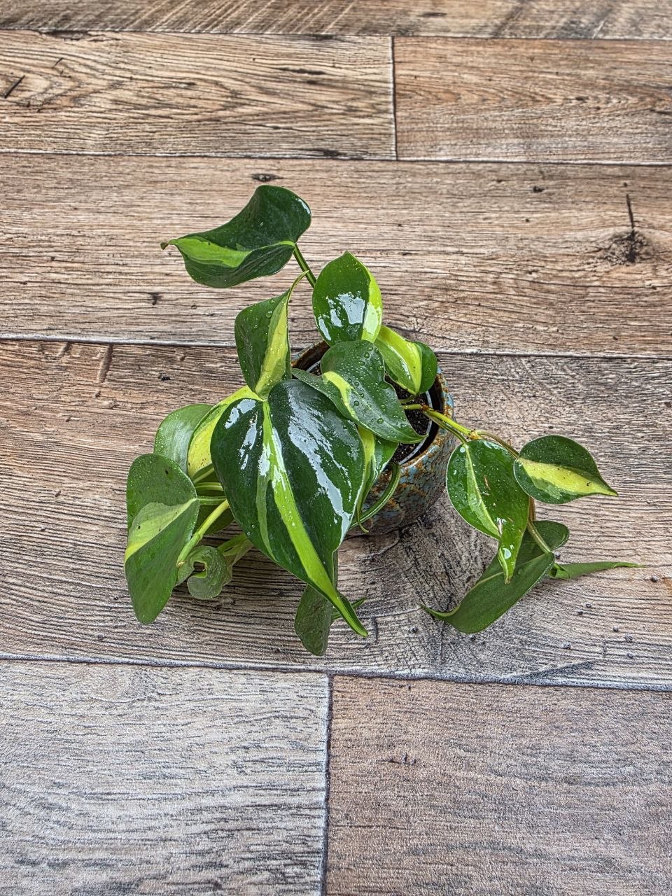 Philodendron Scandens Brasil mini
