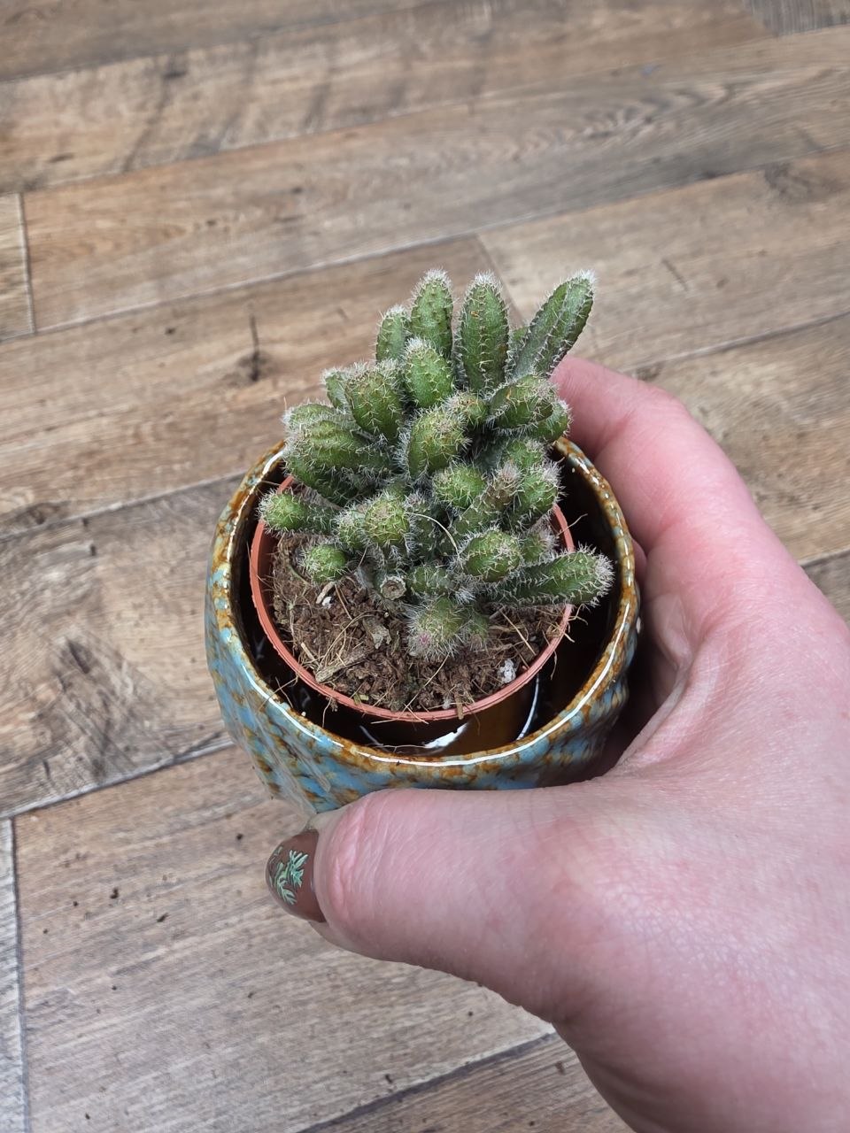 Rhipsalis Baccifera mini