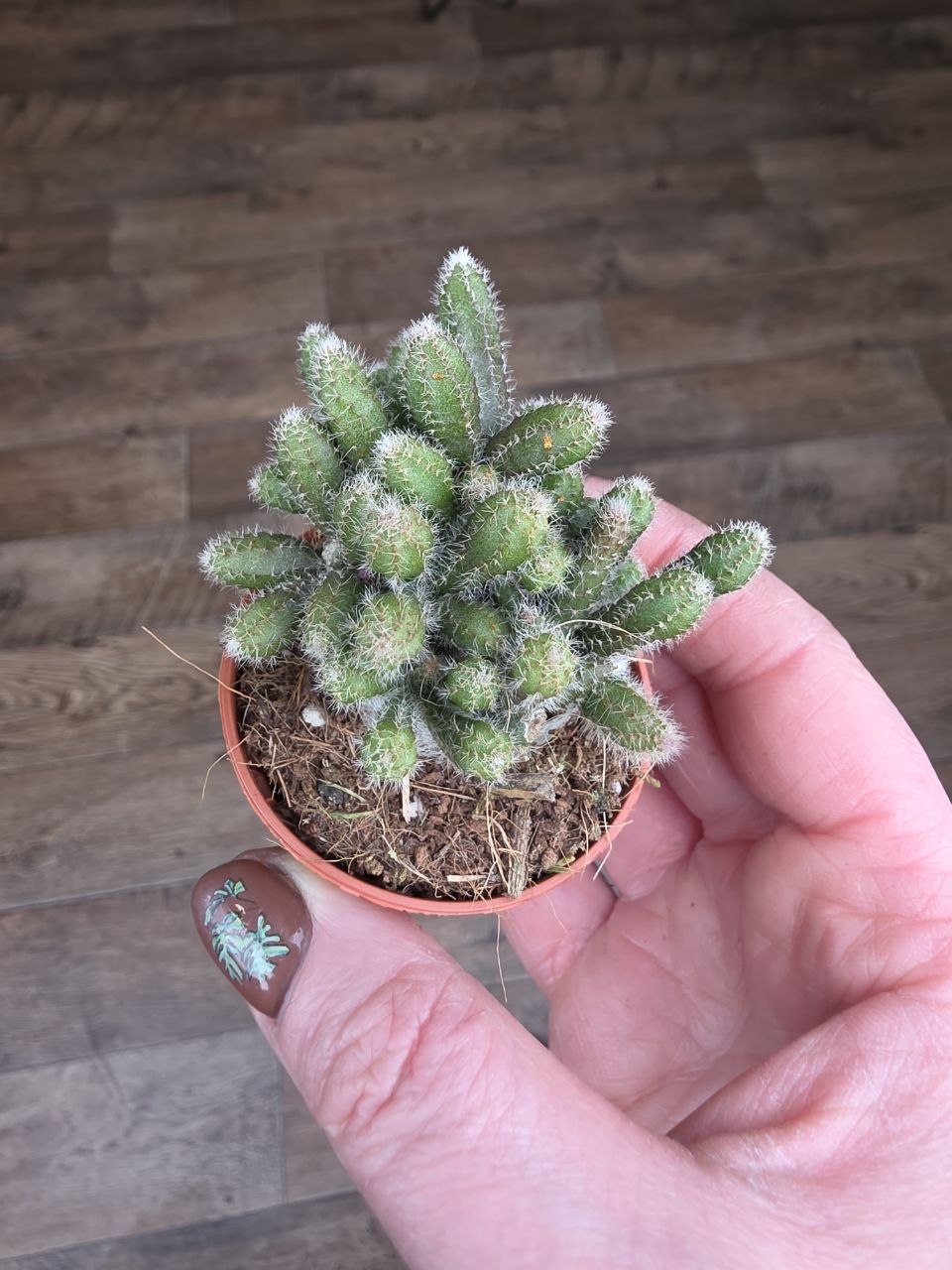Rhipsalis Baccifera mini