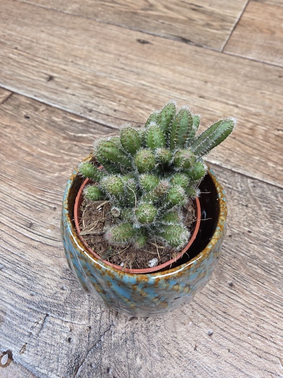 Rhipsalis Baccifera mini