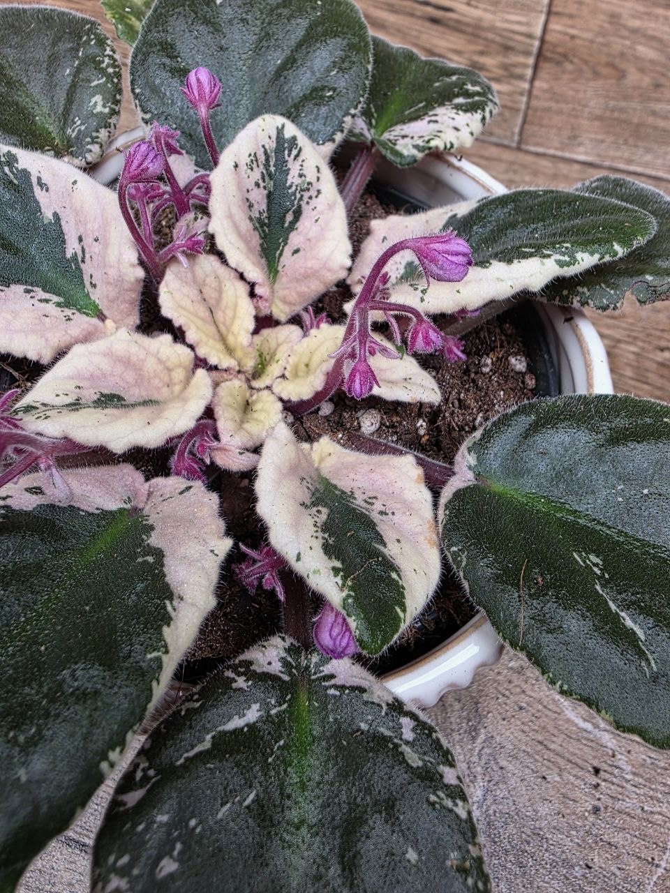 Saintpaulia Variagata raritka