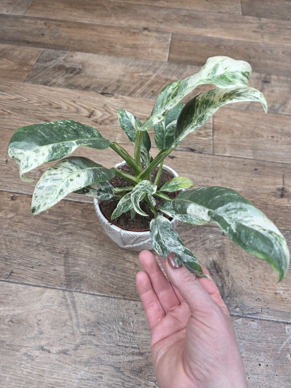Rhapidophora Puberula, raritka