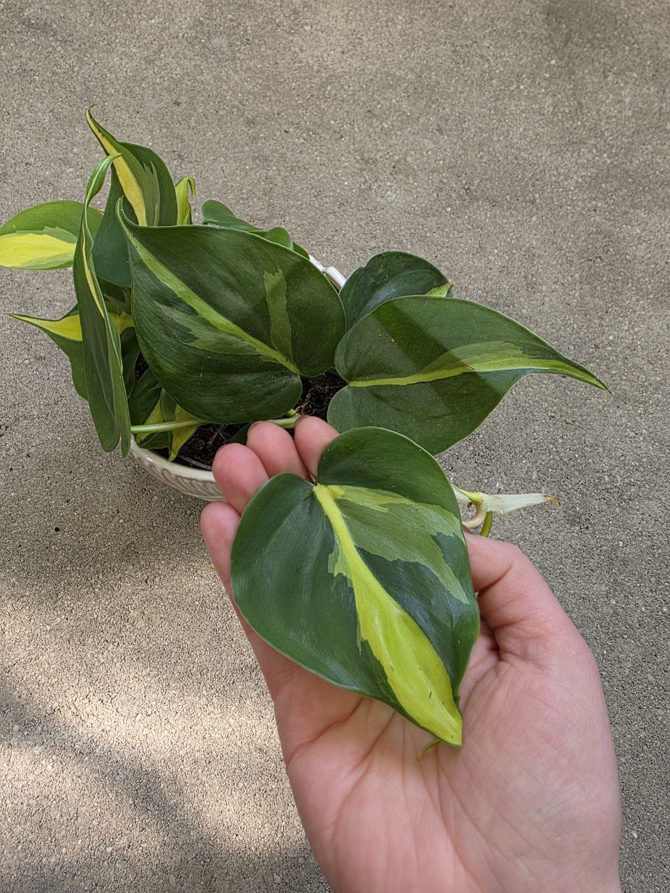 Philodendron Cream splash