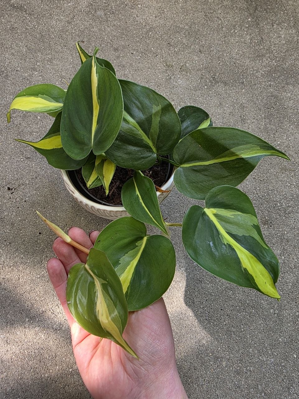 Philodendron Cream splash