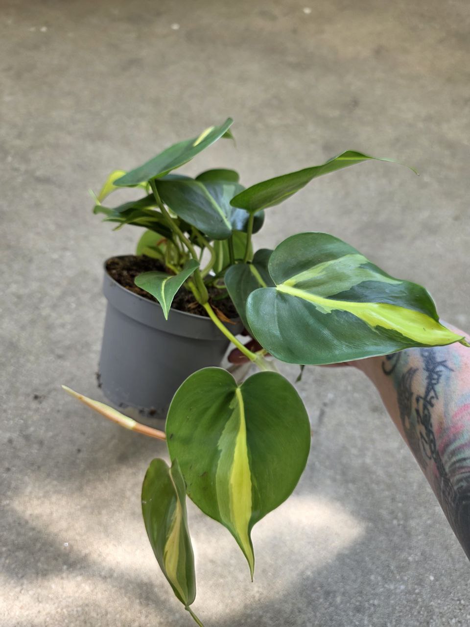 Philodendron Cream splash