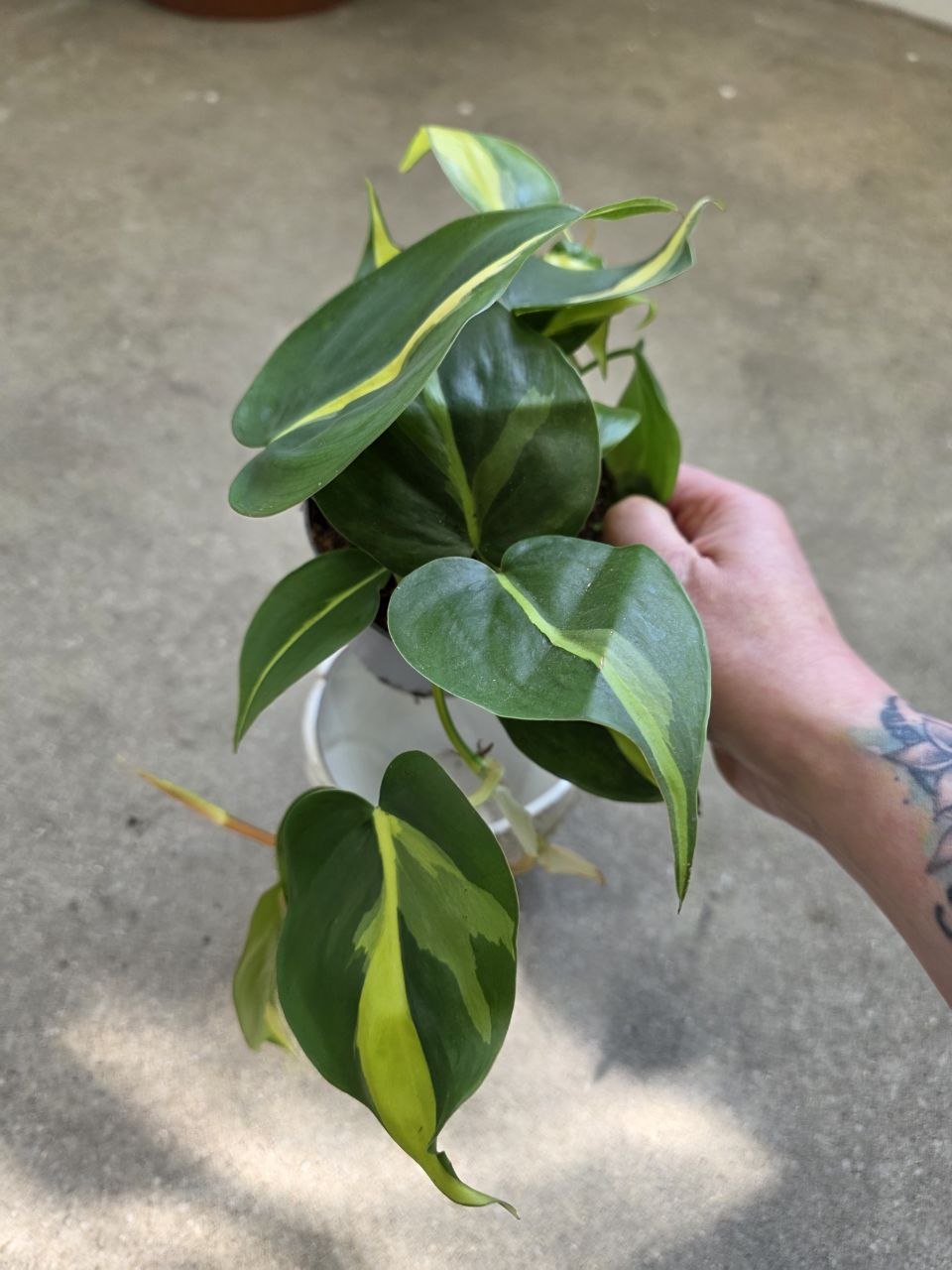 Philodendron Cream splash