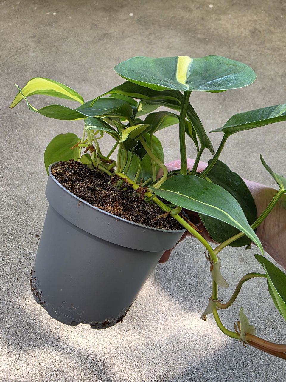 Philodendron Cream splash