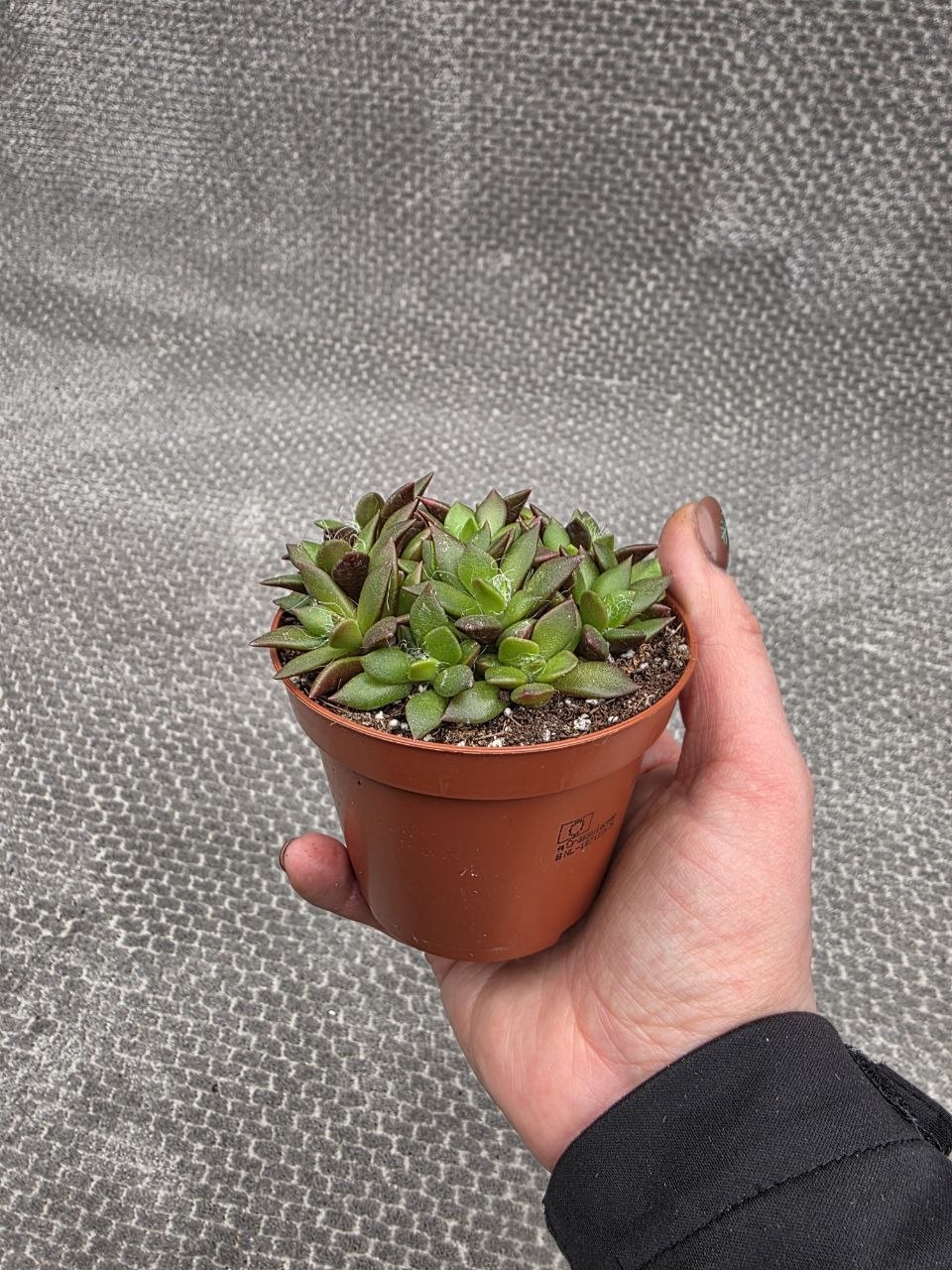 Anacampseros rufescens ‘Sunrise’