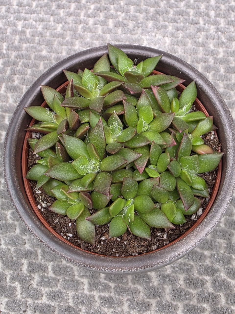 Anacampseros rufescens ‘Sunrise’