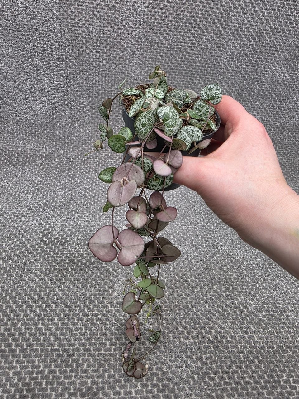 Ceropegia zelená 8 cm