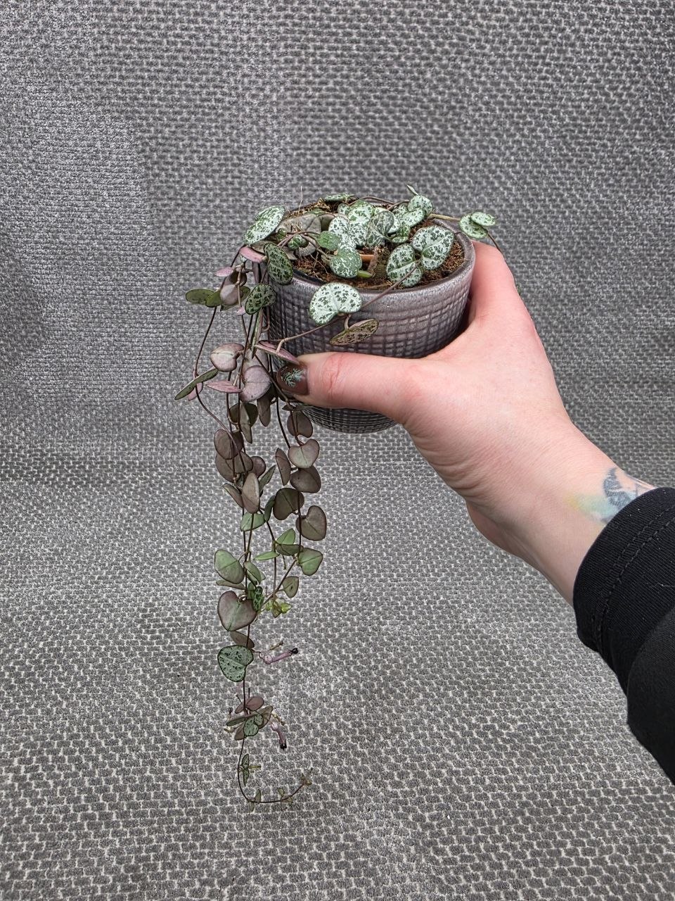 Ceropegia zelená 8 cm