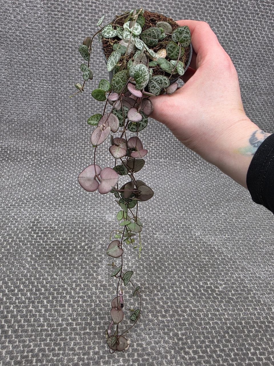 Ceropegia zelená 8 cm