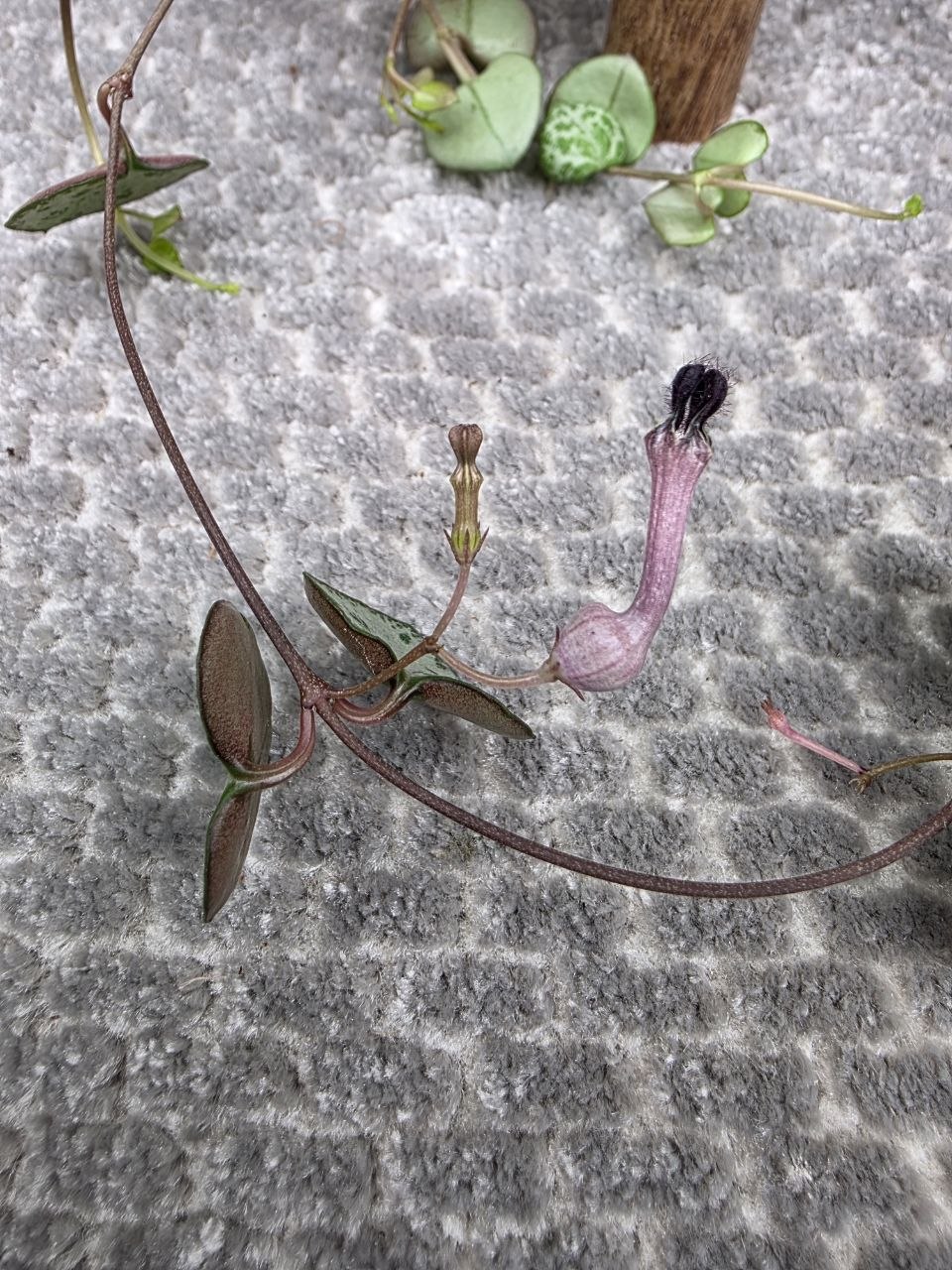 Ceropegia zelená 8 cm
