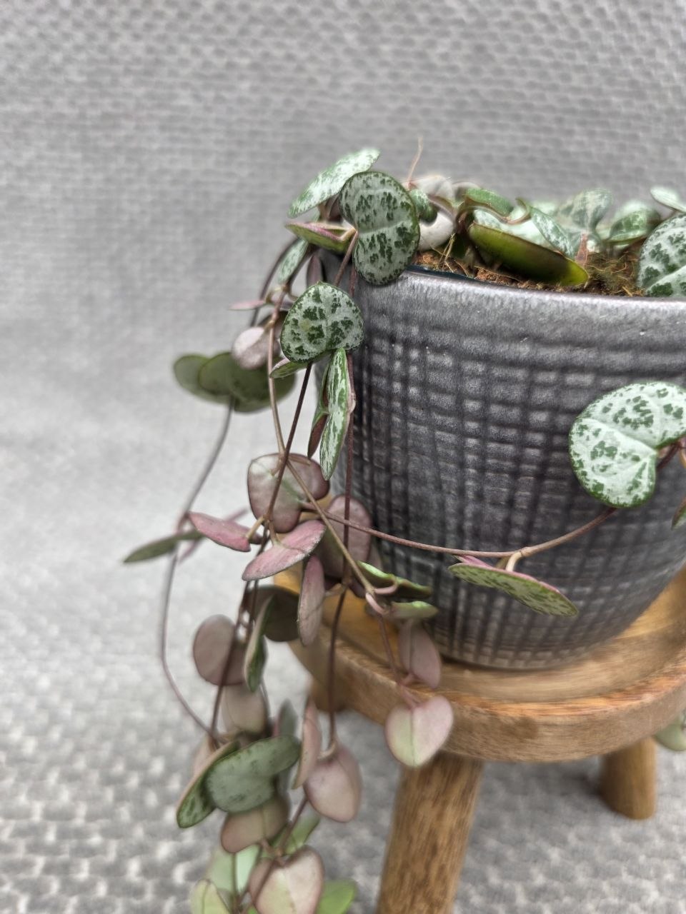 Ceropegia zelená 8 cm