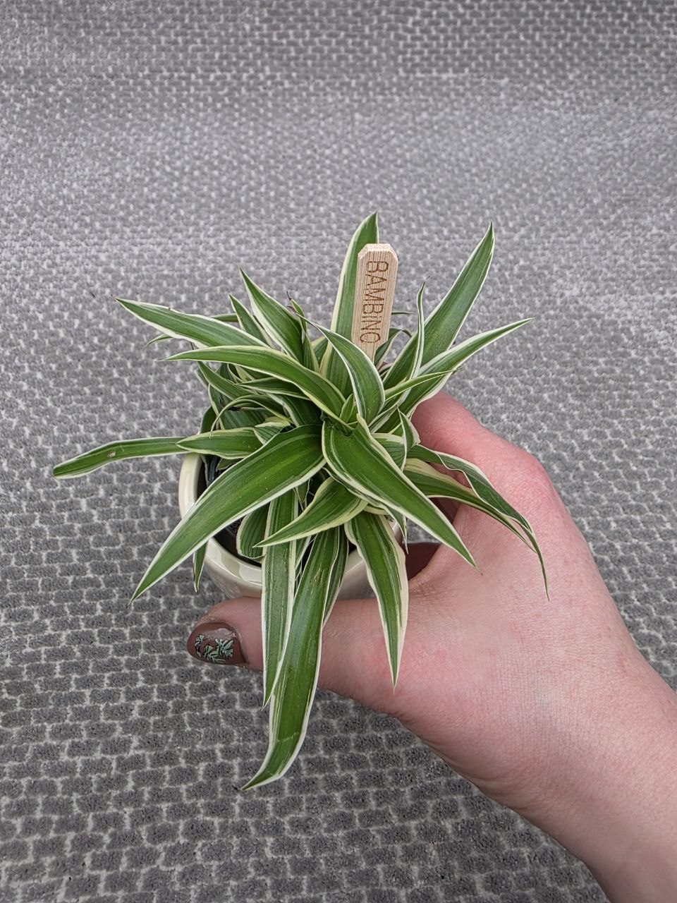 Chlorophytum Ocean mini