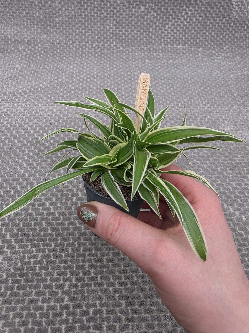 Chlorophytum Ocean mini