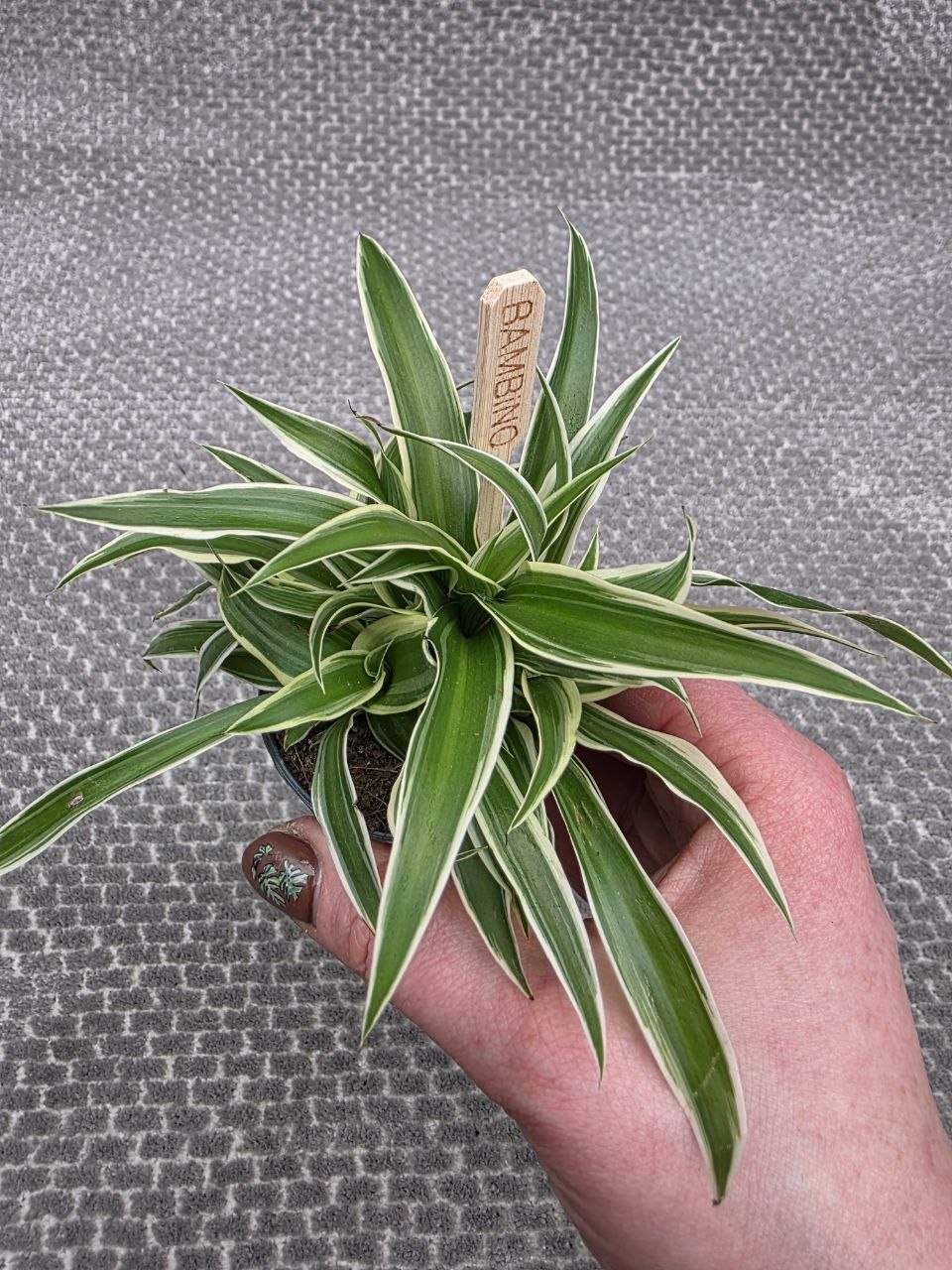 Chlorophytum Ocean mini