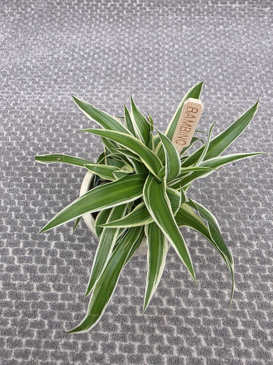 Chlorophytum Ocean mini