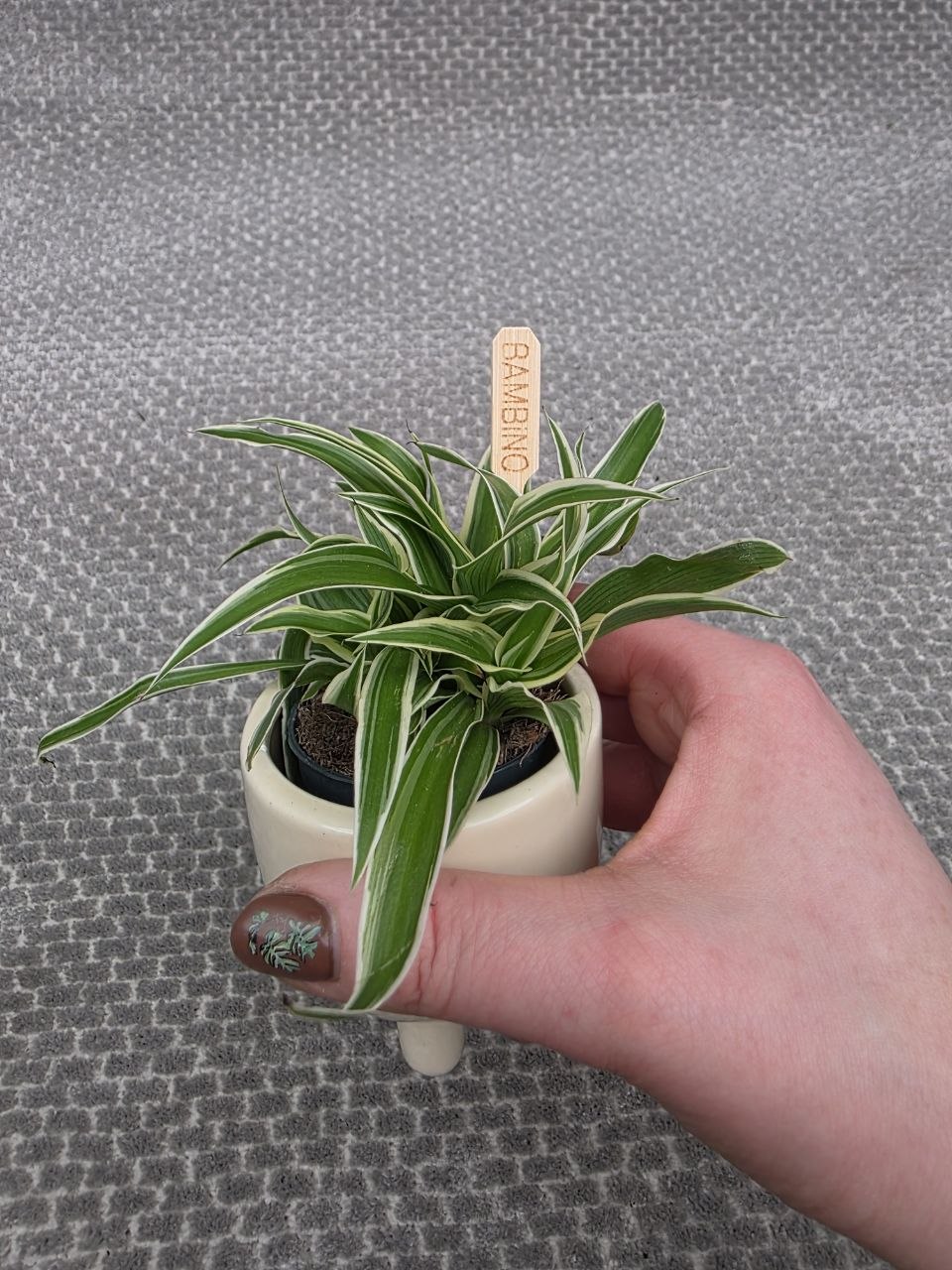 Chlorophytum Ocean mini