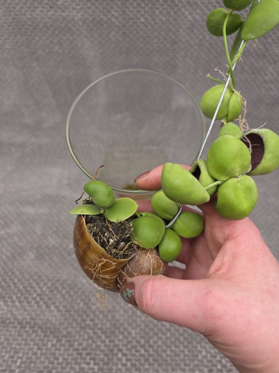 Dischidia Snaily ve skle