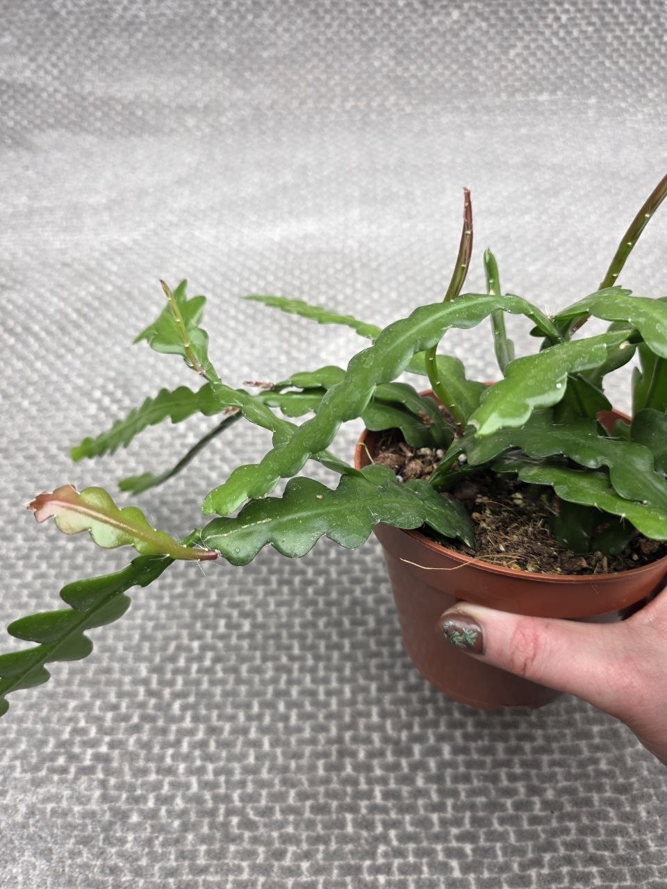 Epiphyllum Anguliger 