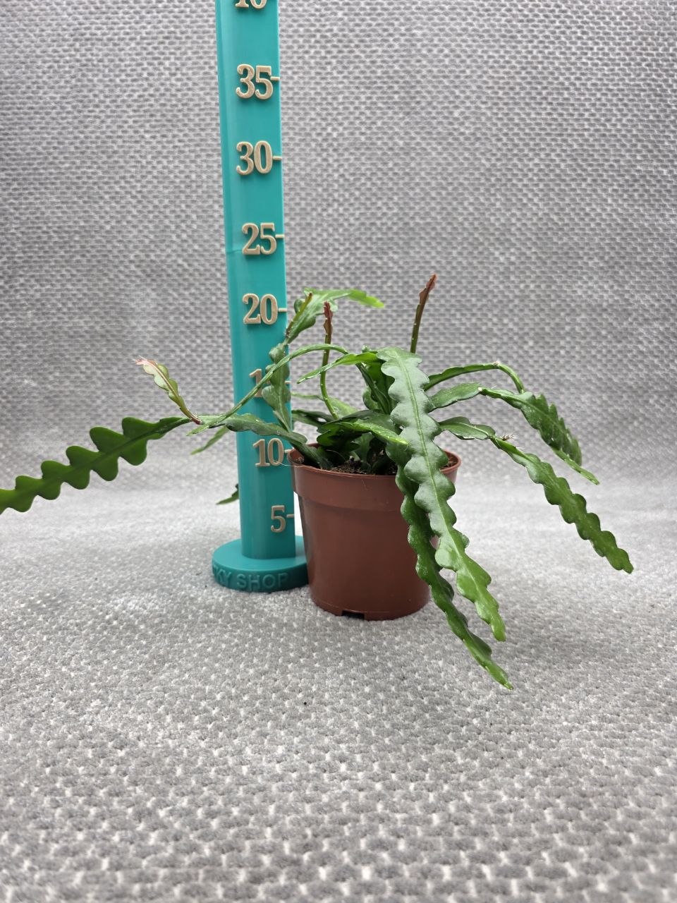 Epiphyllum Anguliger 