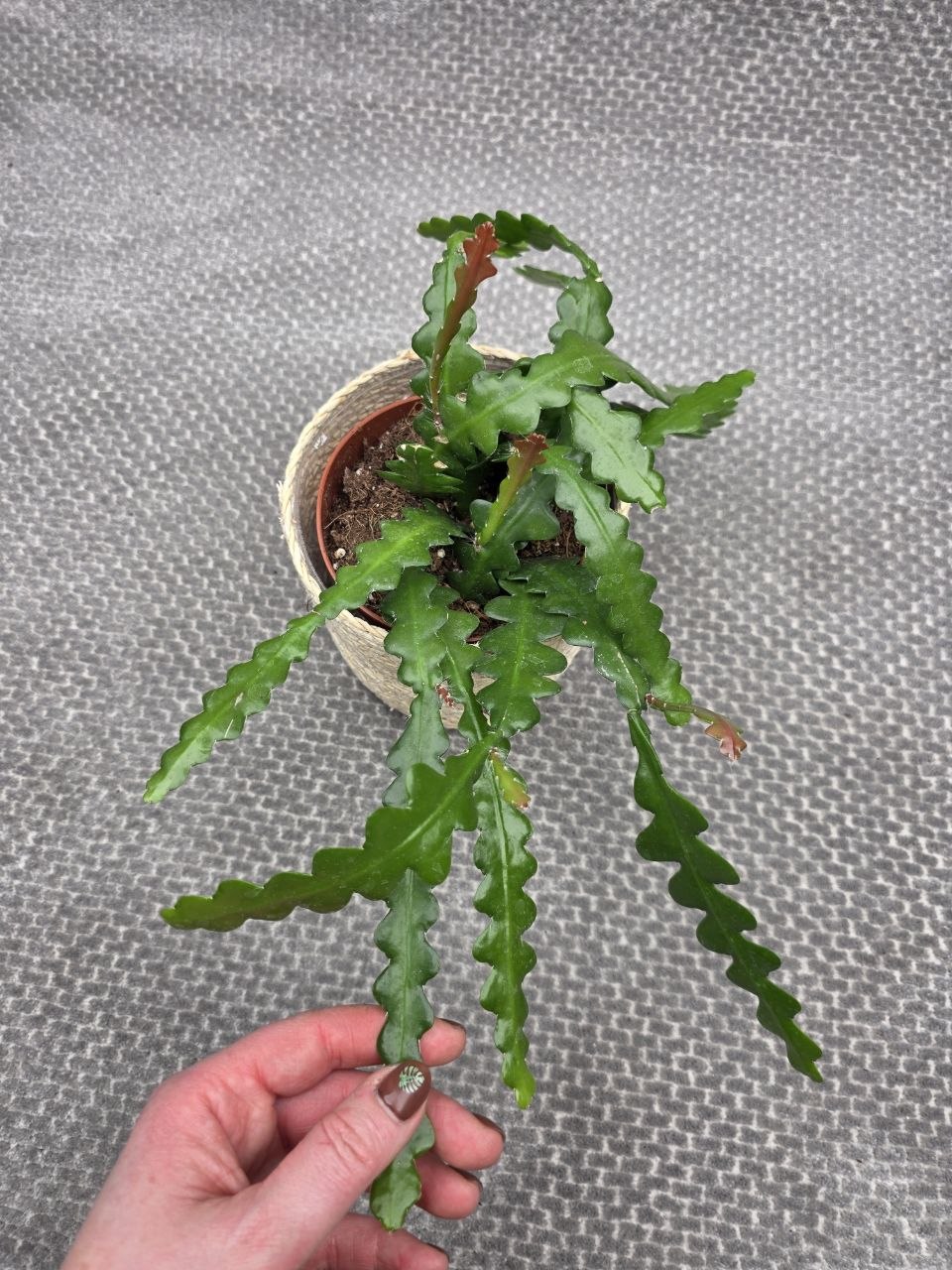 Epiphyllum Anguliger 