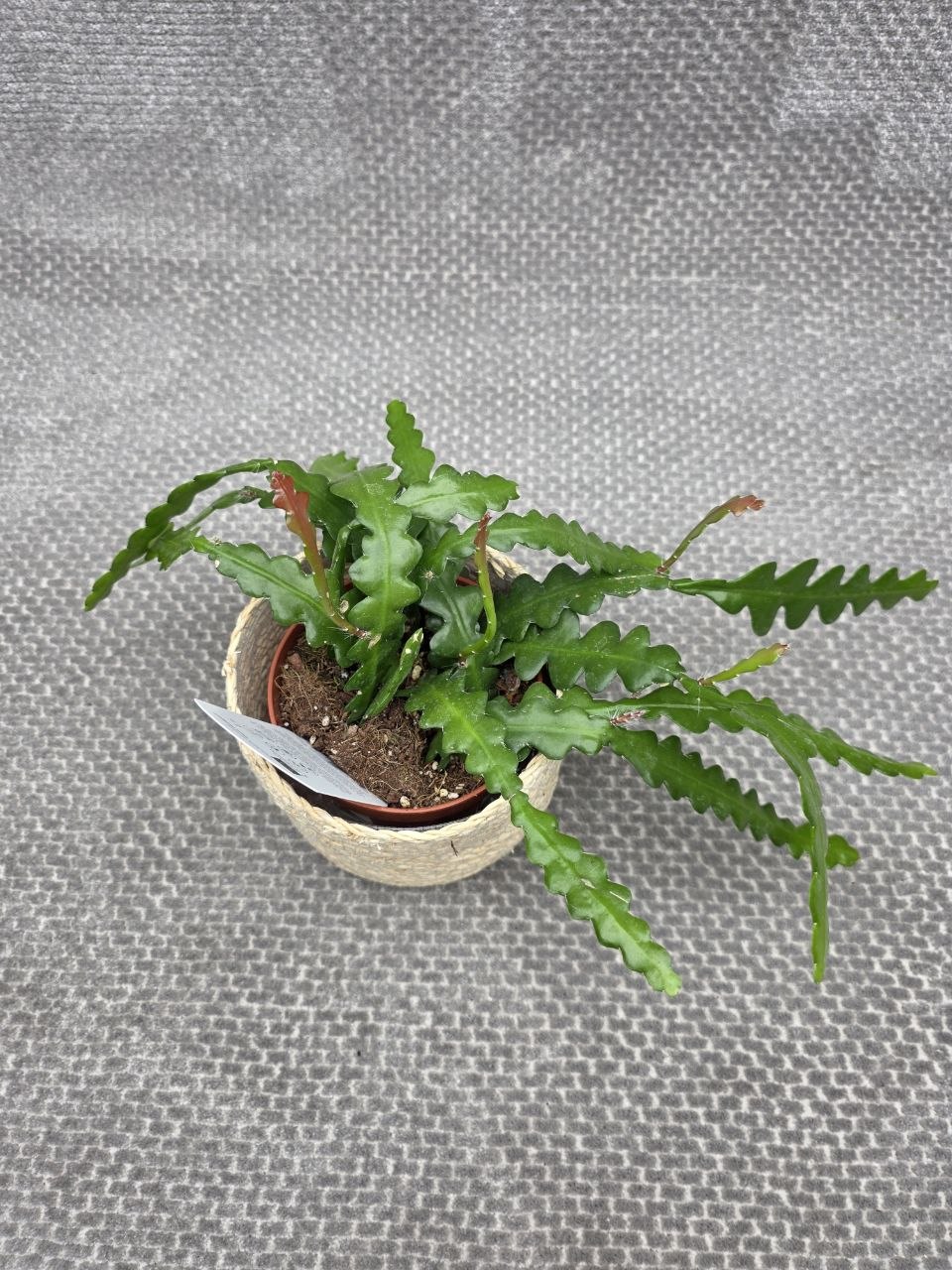 Epiphyllum Anguliger 
