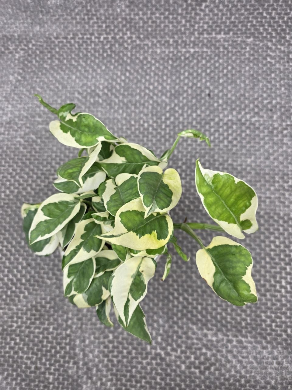 Epipremnum NJoy