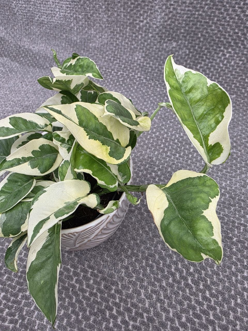 Epipremnum NJoy