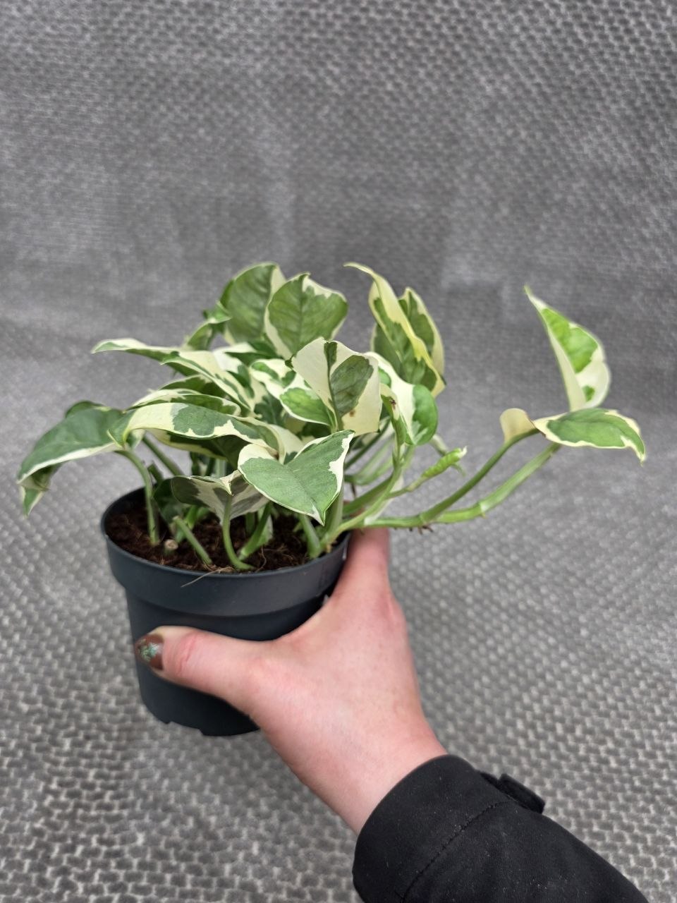 Epipremnum NJoy