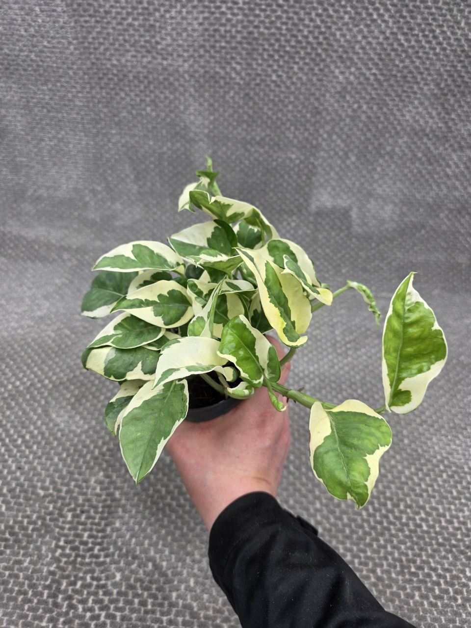 Epipremnum NJoy