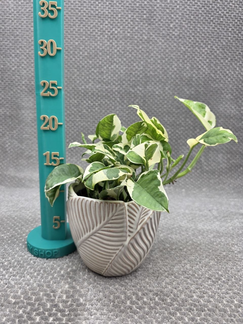 Epipremnum NJoy