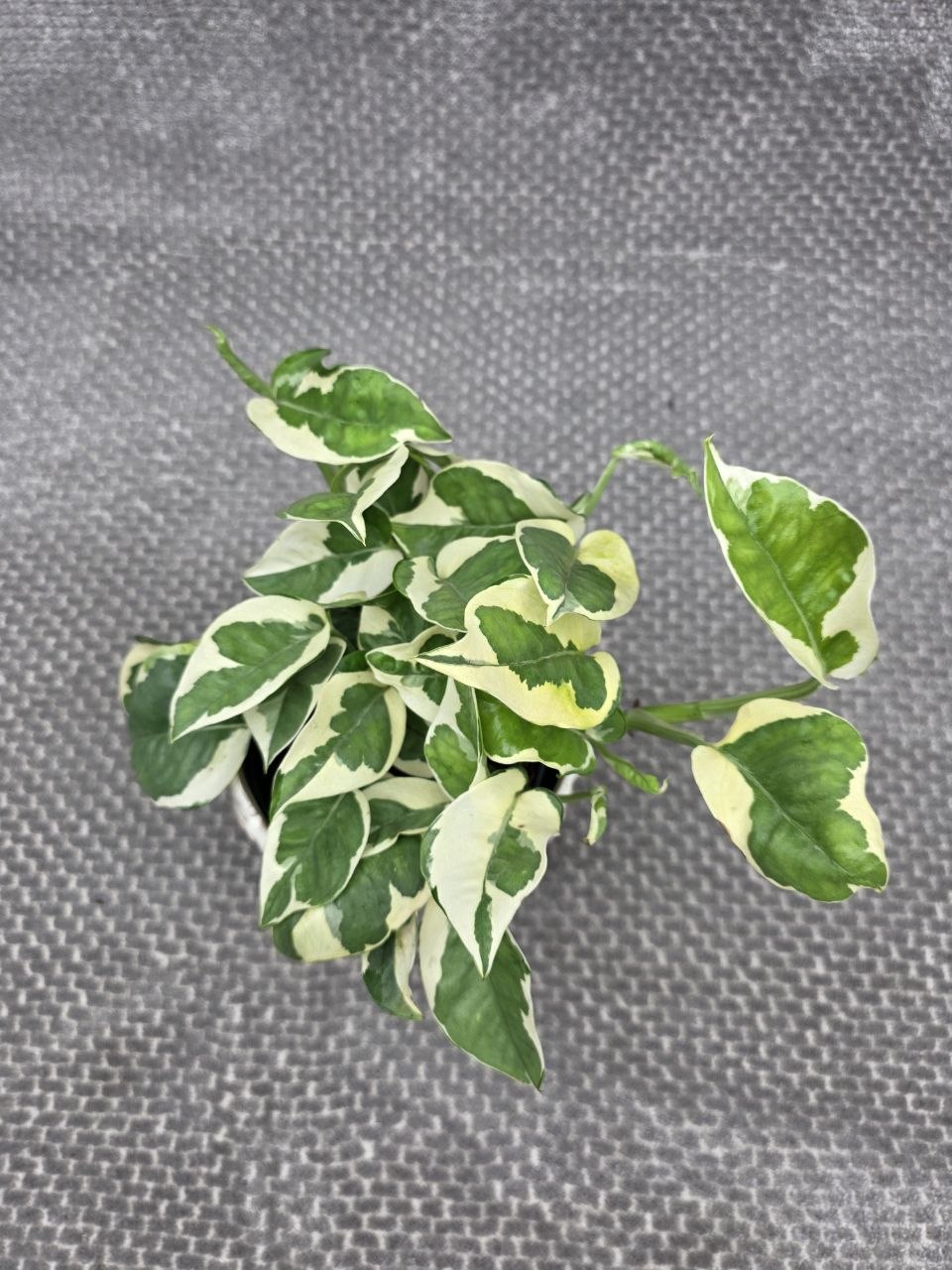 Epipremnum NJoy